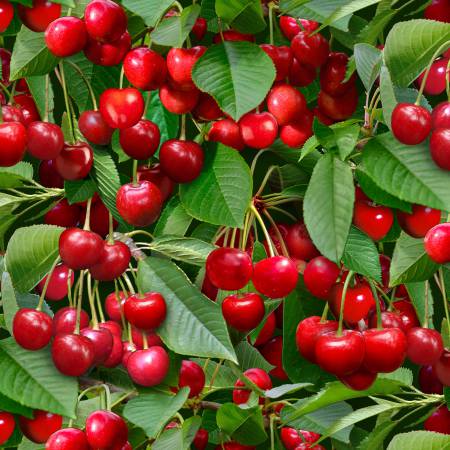 BERRY GOOD  508 GREEN   Cherries